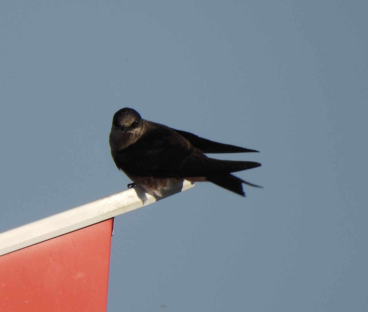 Purple Martin - ML620319138