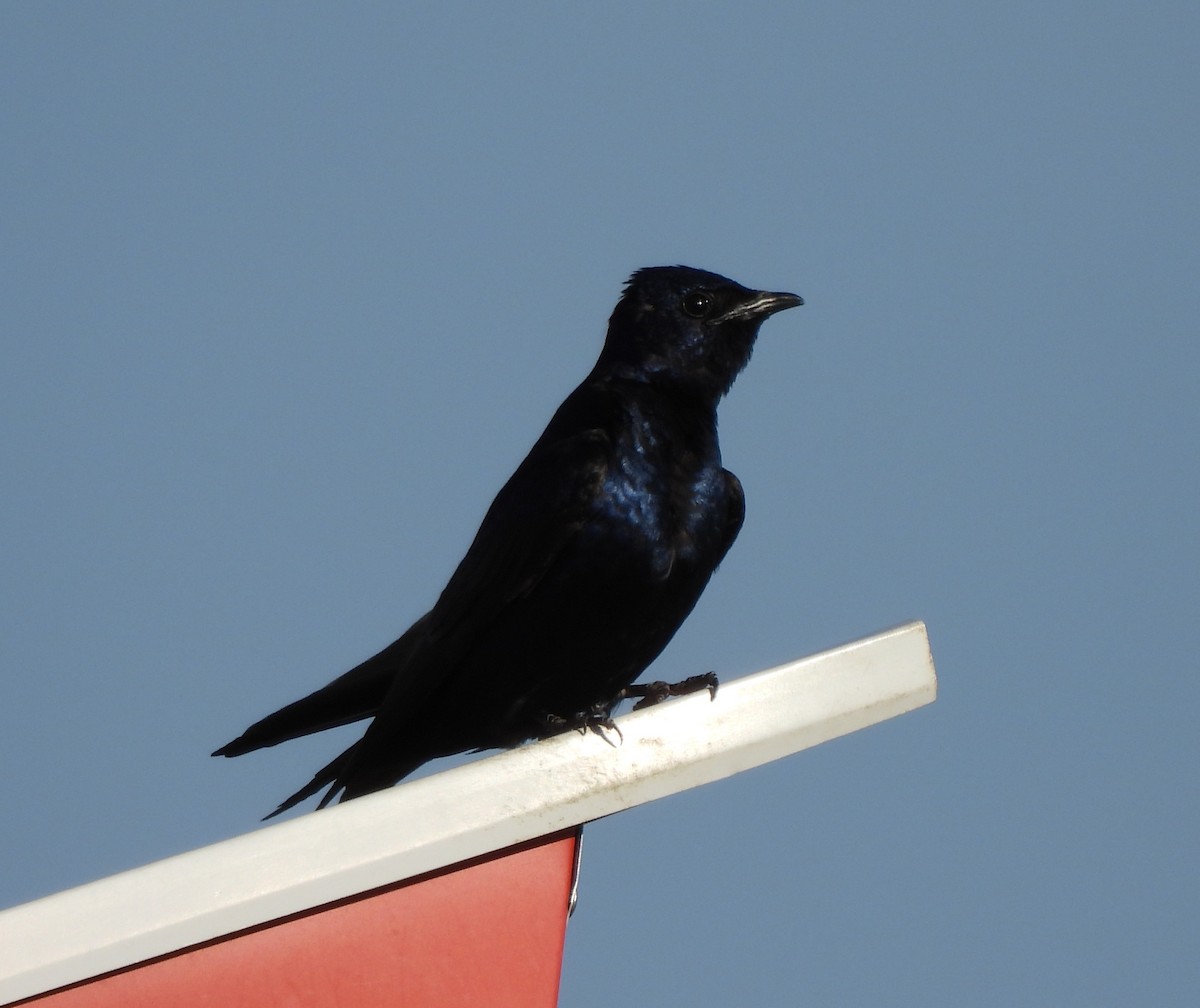 Purple Martin - ML620319143