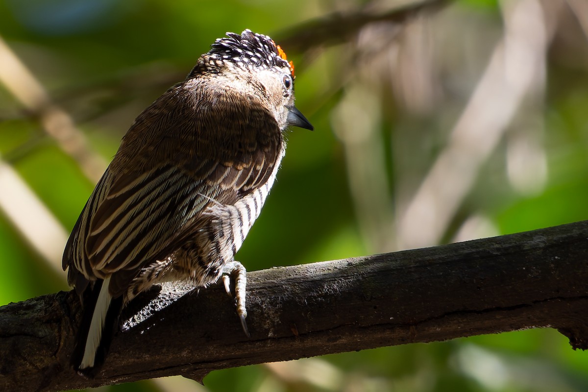 White-barred Piculet - ML620319159