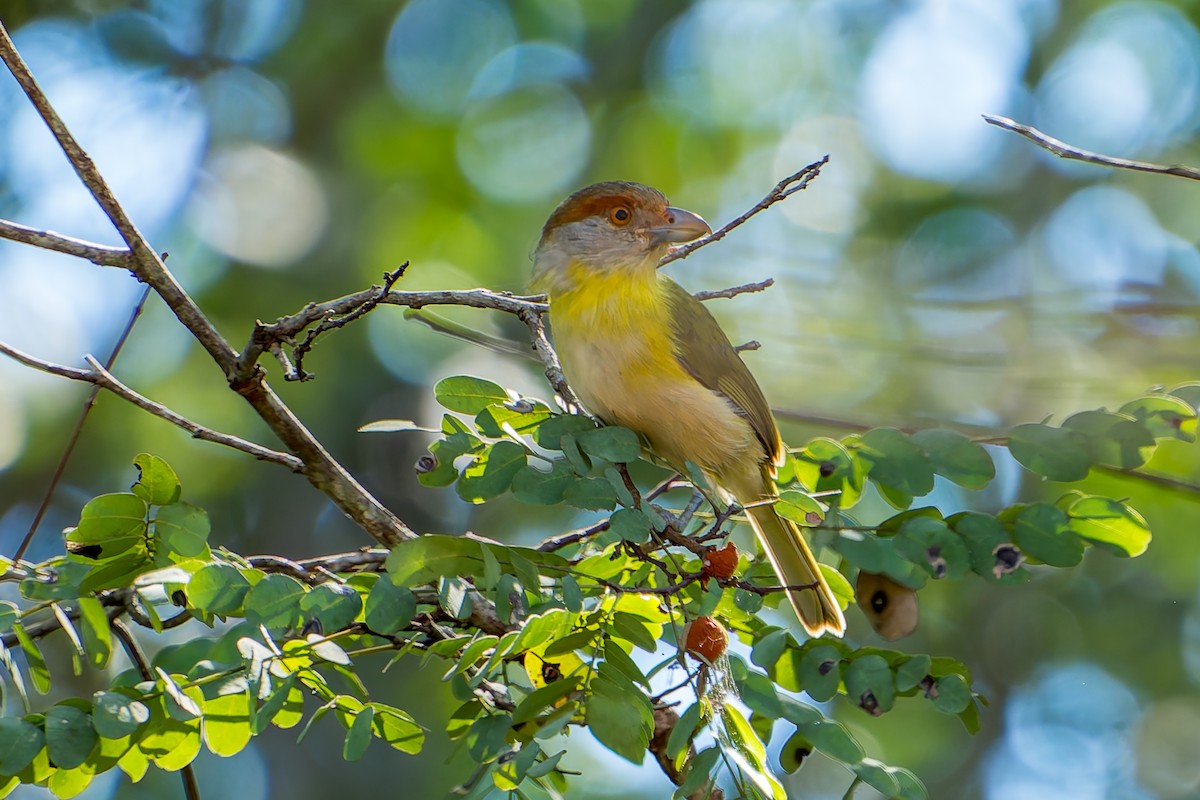 Rufous-browed Peppershrike - ML620319171