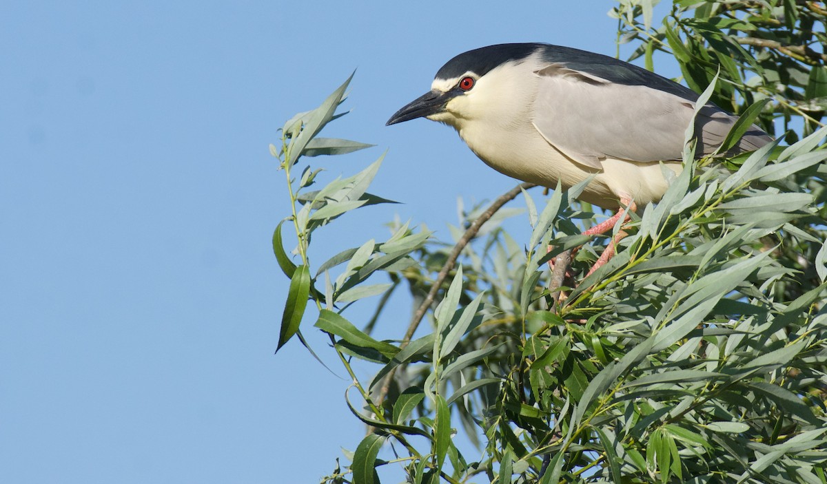 Black-crowned Night Heron - ML620319174