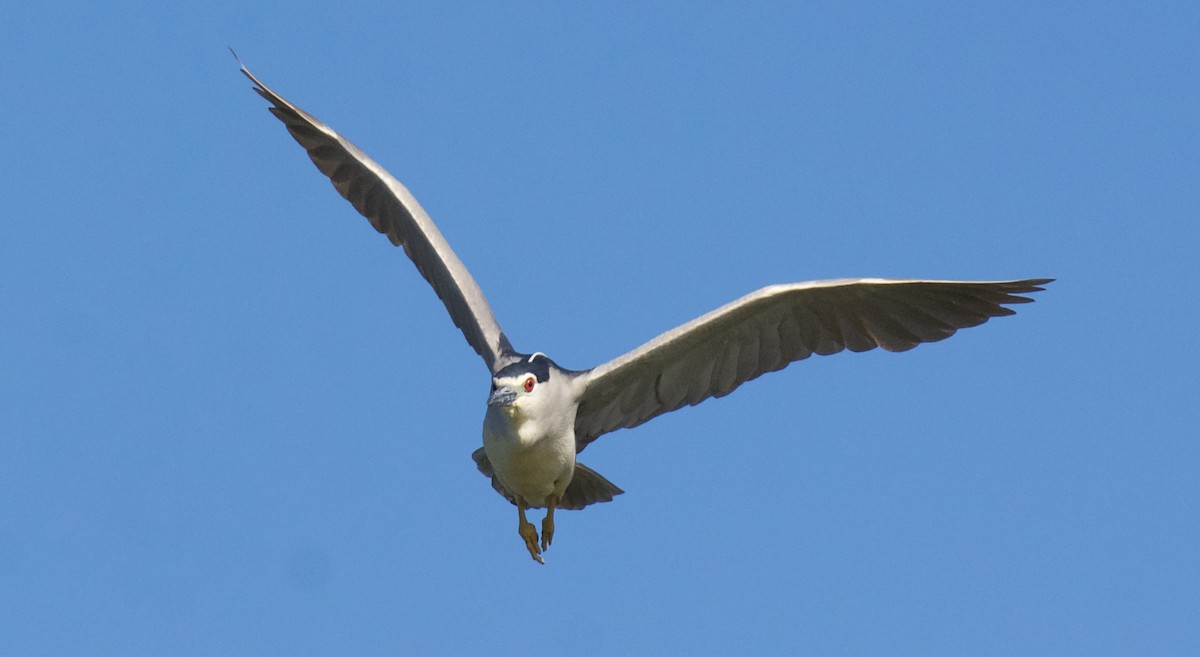 Black-crowned Night Heron - ML620319178