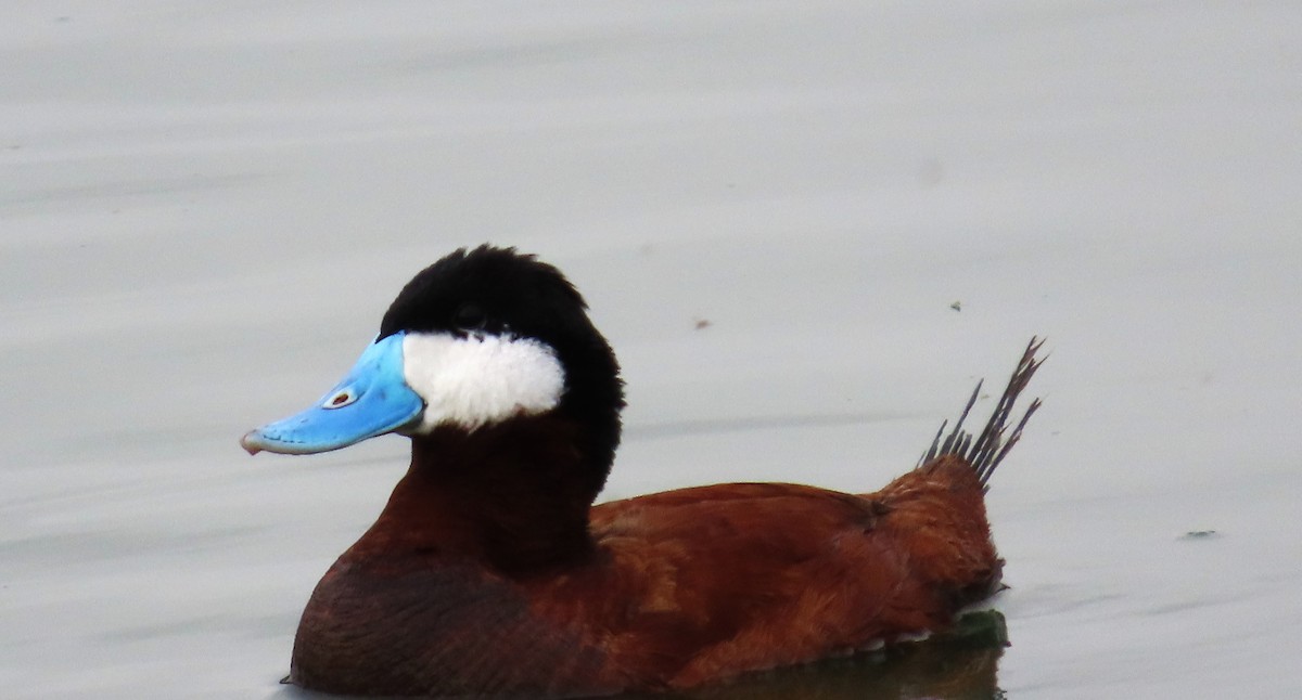 Ruddy Duck - ML620319185