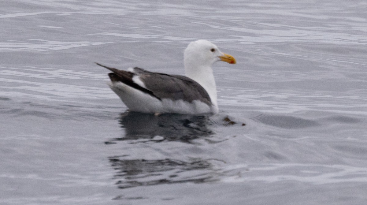 Goéland d'Audubon - ML620319191