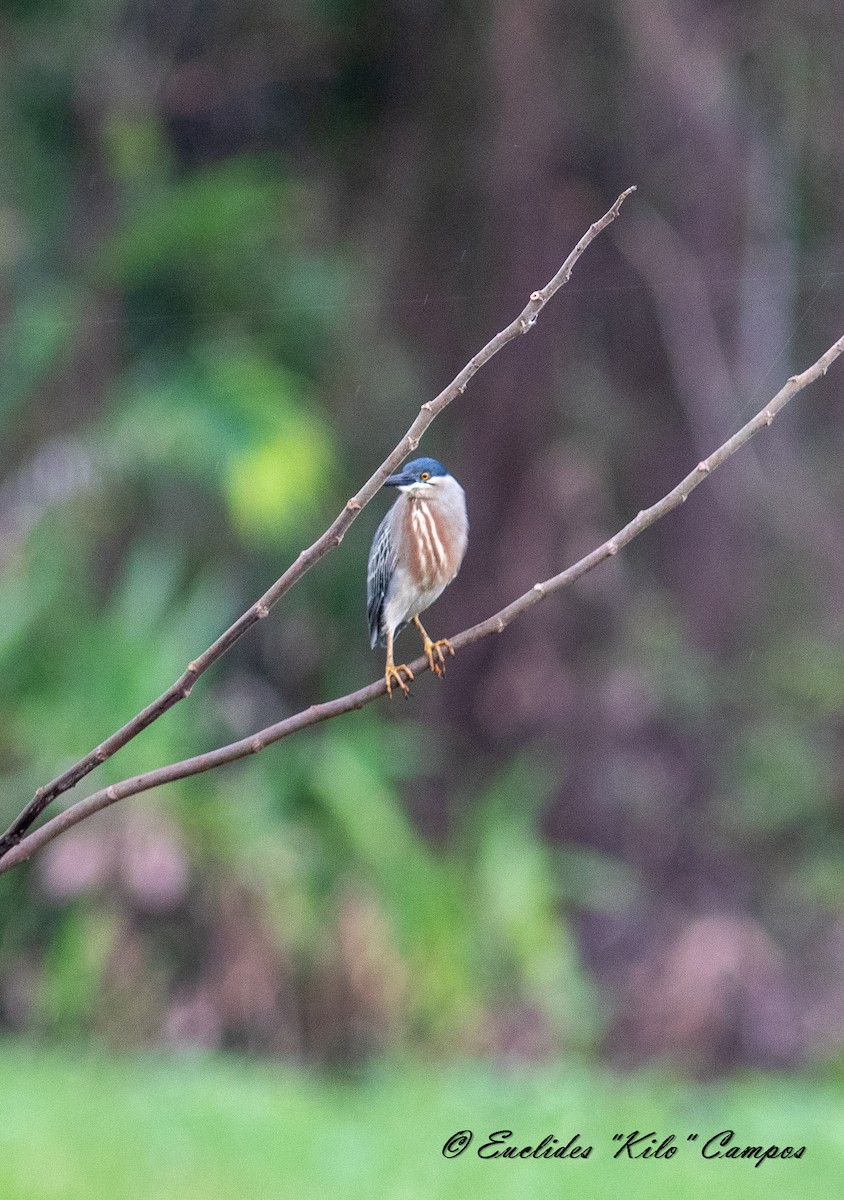 Striated Heron - ML620319195