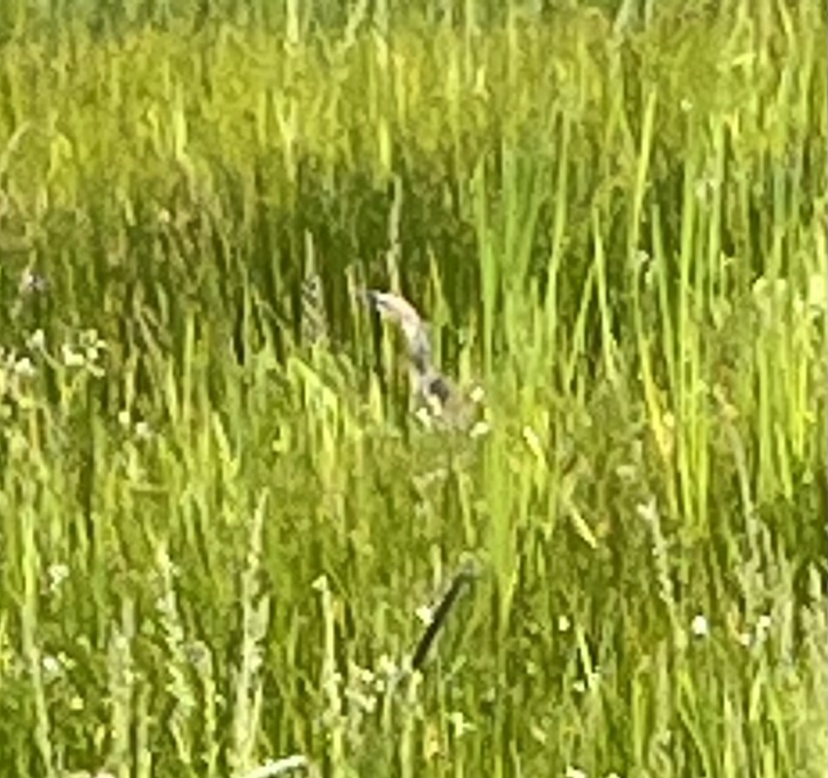 American Bittern - ML620319197