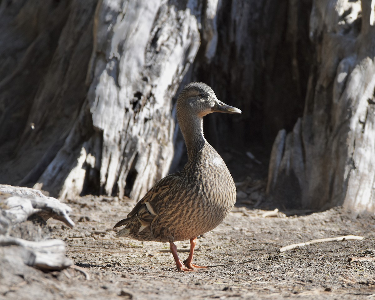 Canard colvert - ML620319199