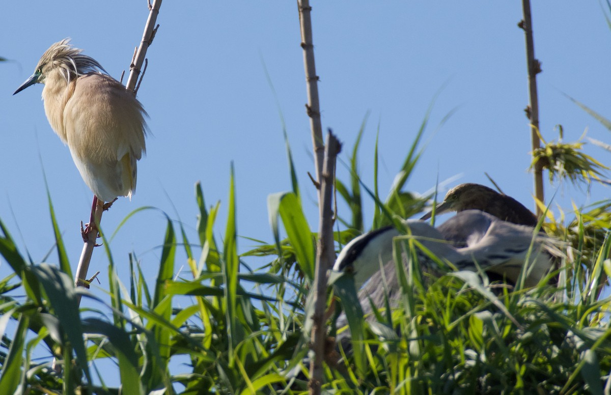 Squacco Heron - ML620319203