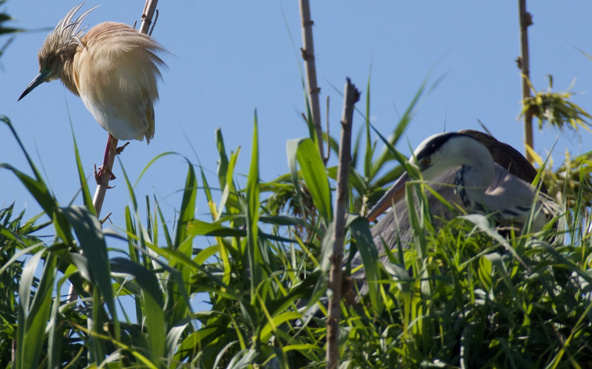 Squacco Heron - ML620319204