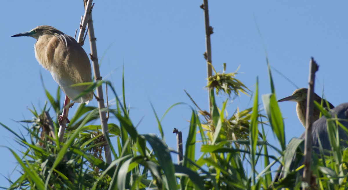 Squacco Heron - ML620319205