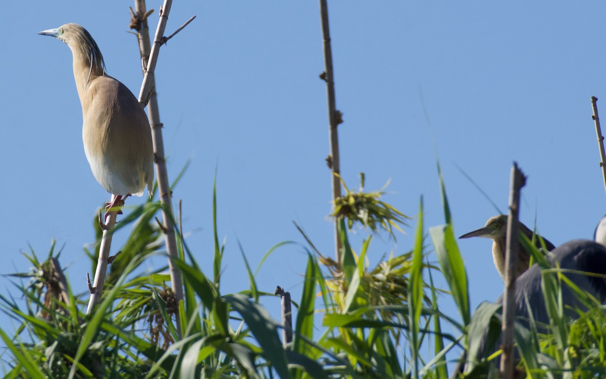 Squacco Heron - ML620319206