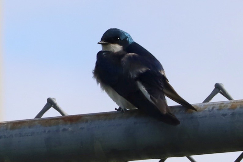 Golondrina Bicolor - ML620319208