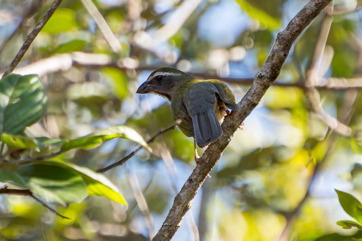 Buff-throated Saltator - ML620319217