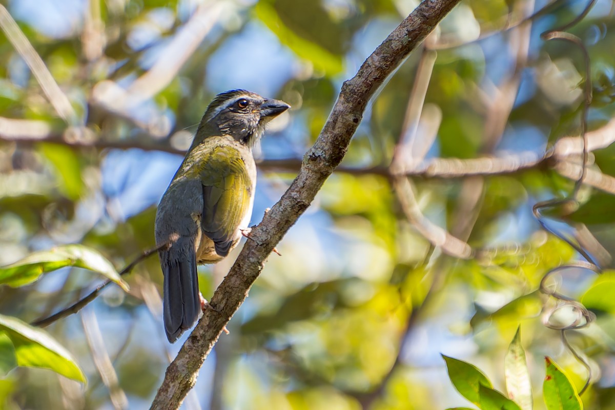 Buff-throated Saltator - ML620319218