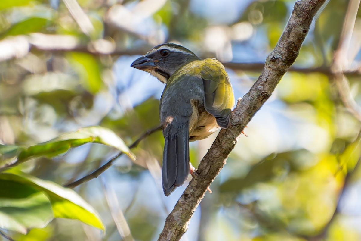 Buff-throated Saltator - ML620319221