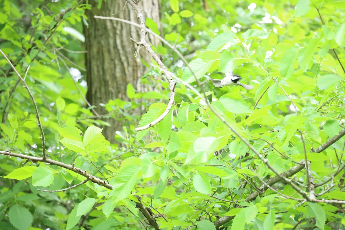 Black-capped Chickadee - ML620319223