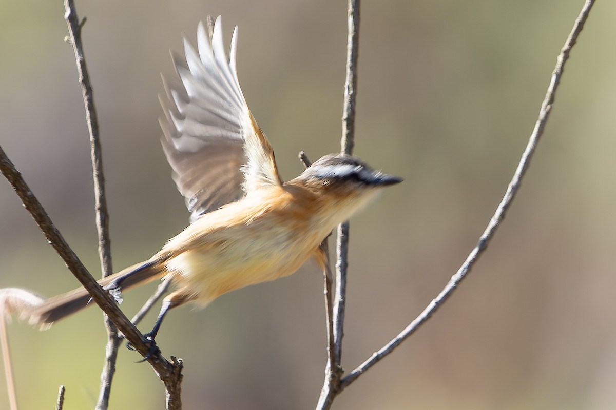 Sharp-tailed Tyrant - ML620319224