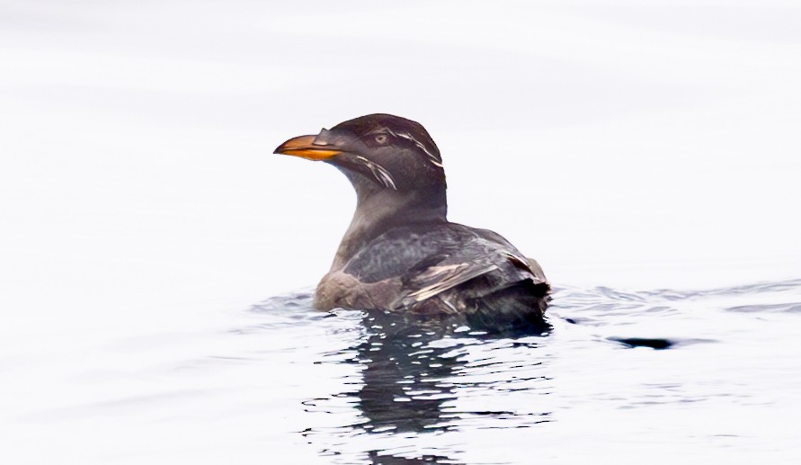 Rhinoceros Auklet - ML620319229