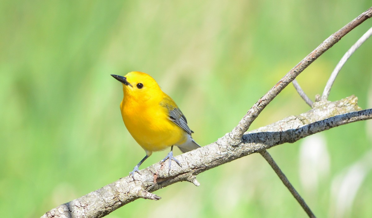 Prothonotary Warbler - ML620319234