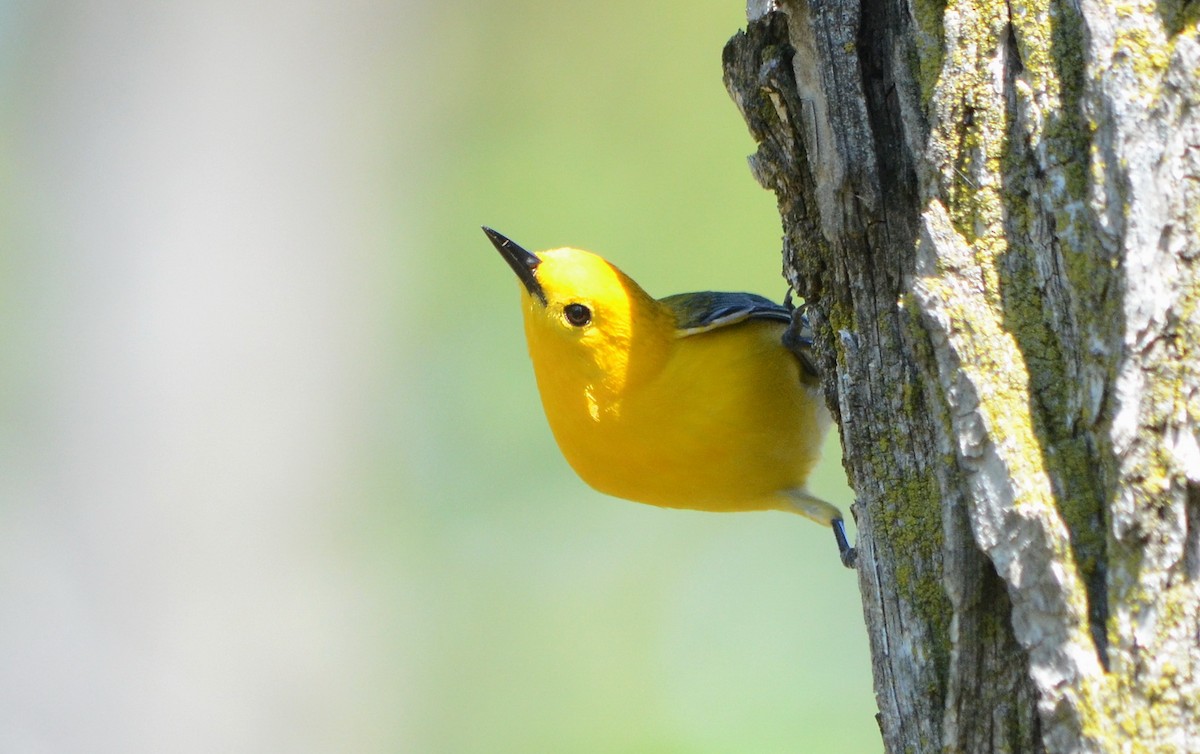 Prothonotary Warbler - ML620319236