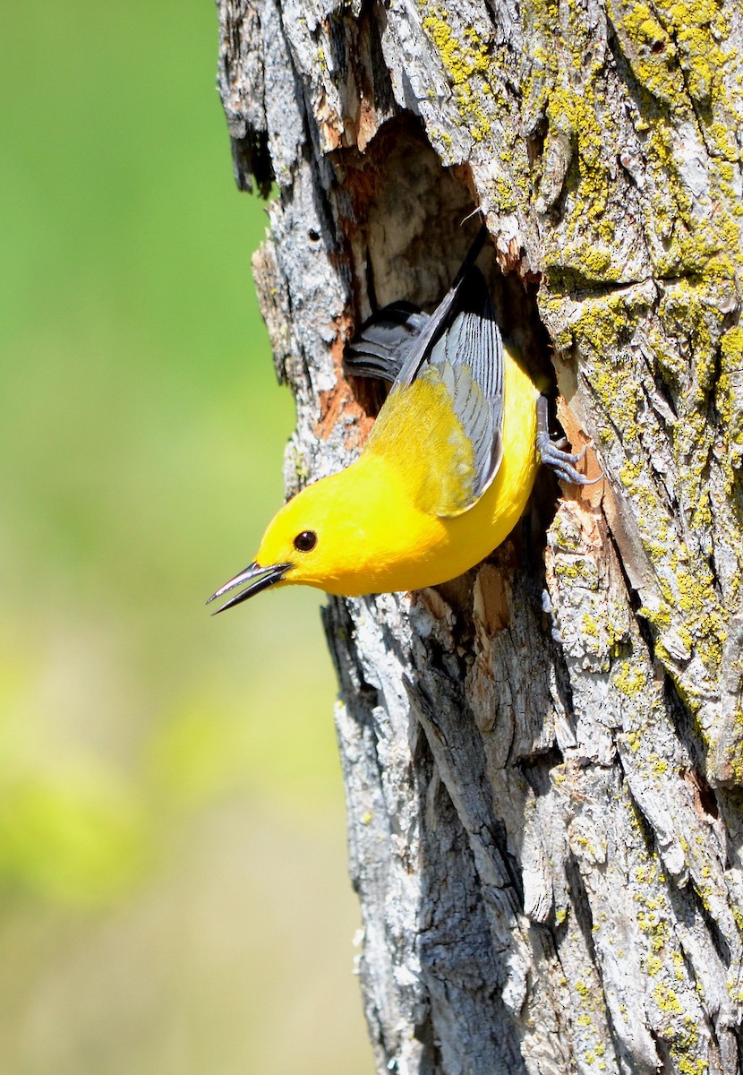 Prothonotary Warbler - ML620319238