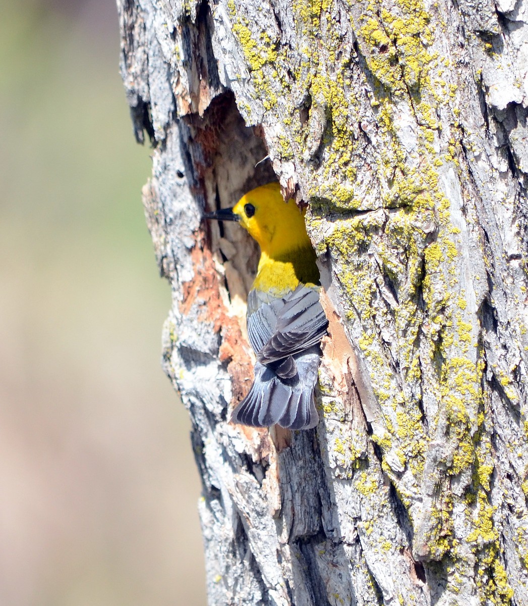 Prothonotary Warbler - ML620319241