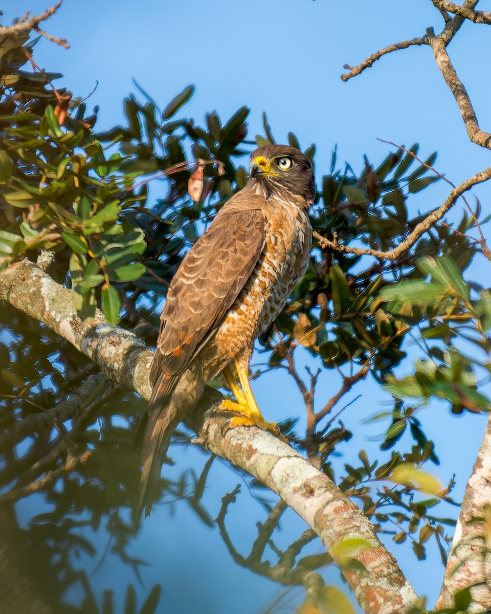 Roadside Hawk - ML620319242