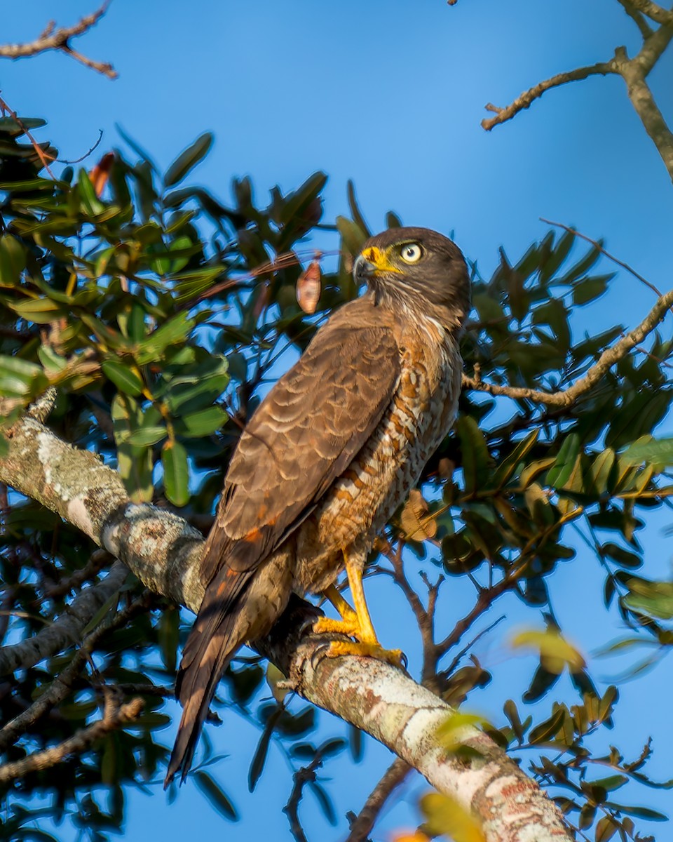 Roadside Hawk - ML620319244