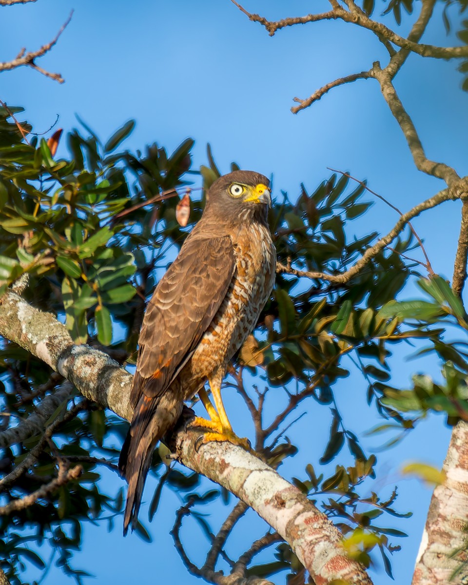 Roadside Hawk - ML620319245