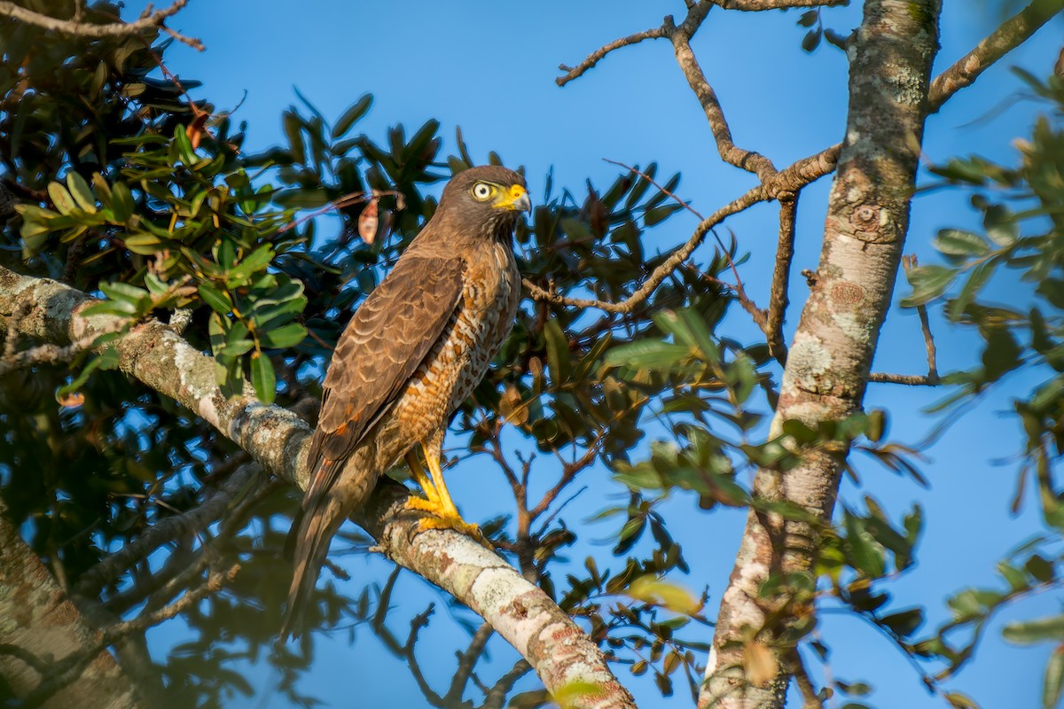 Roadside Hawk - ML620319246