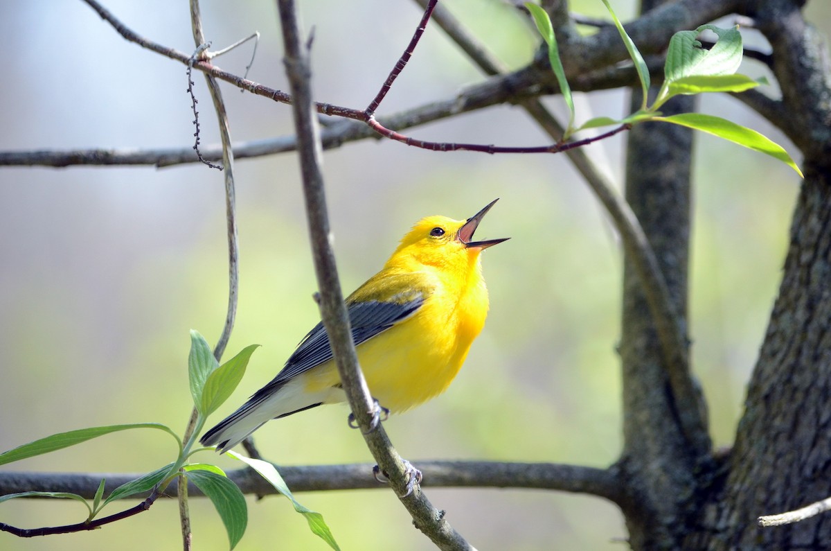 Prothonotary Warbler - ML620319250