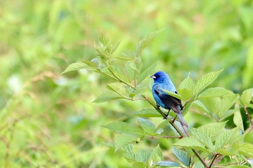 Indigo Bunting - ML620319256