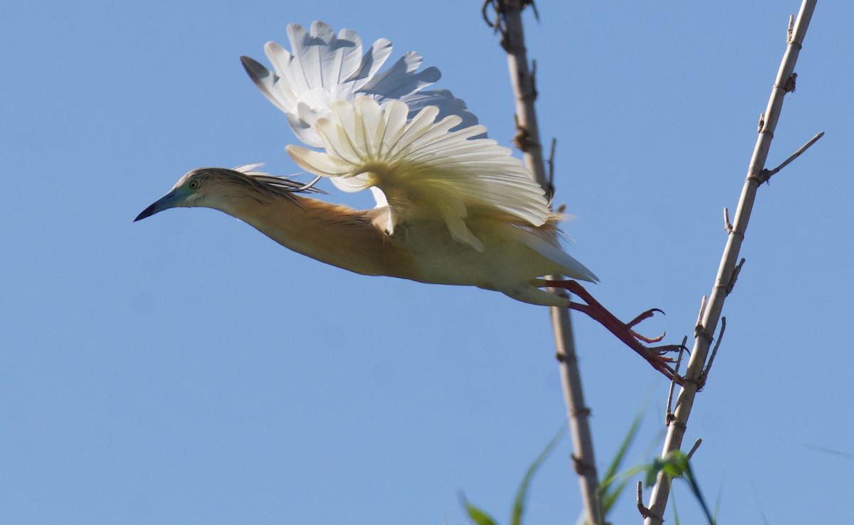 Squacco Heron - ML620319260