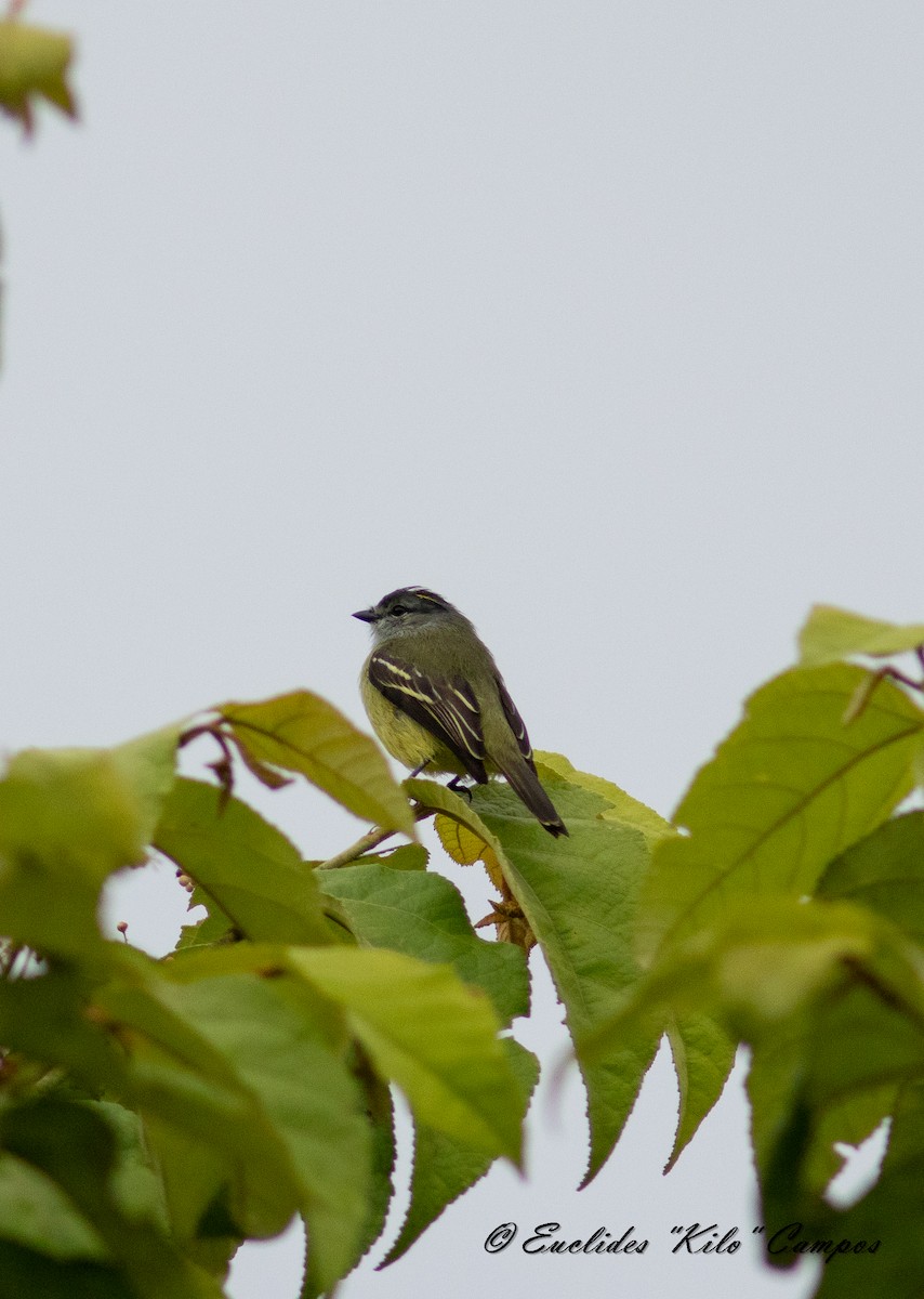 Yellow-crowned Tyrannulet - ML620319262