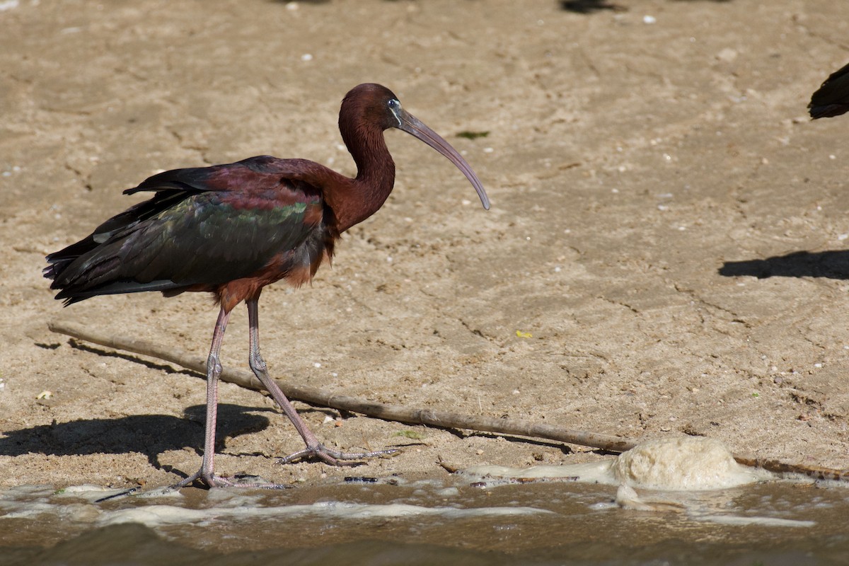 ibis hnědý - ML620319277