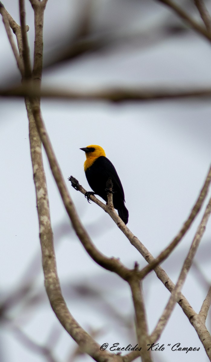 Yellow-hooded Blackbird - ML620319279