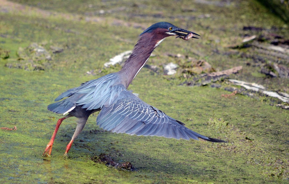 Green Heron - ML620319281