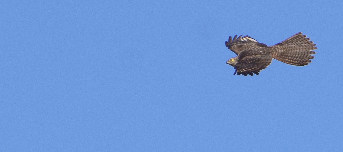 Brown Goshawk - ML620319285