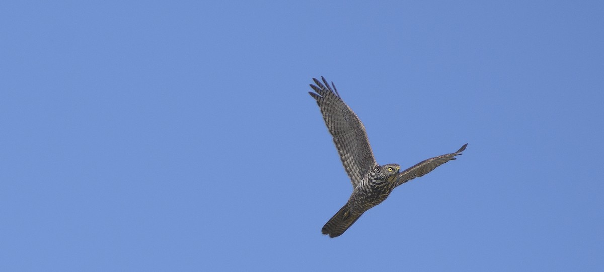 Brown Goshawk - ML620319286