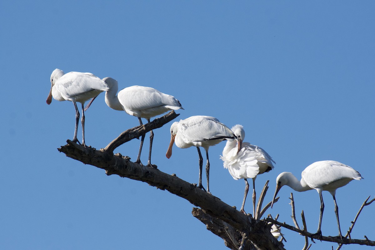 Eurasian Spoonbill - ML620319287