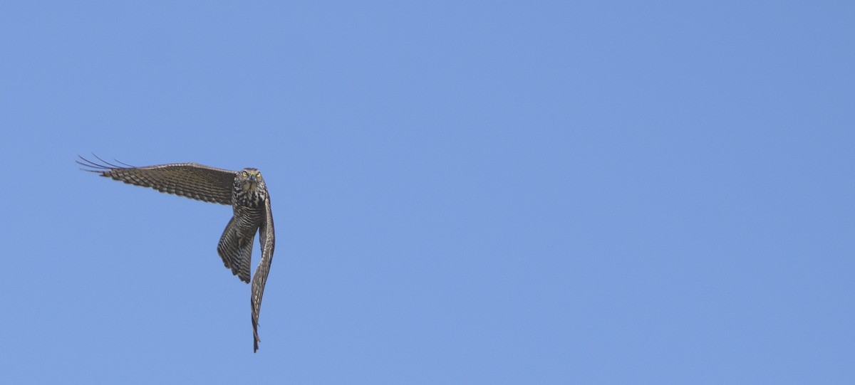 Brown Goshawk - ML620319289