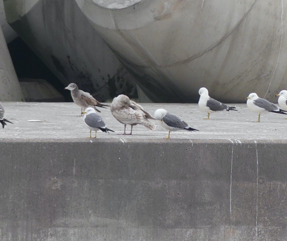 Glaucous-winged Gull - ML620319291