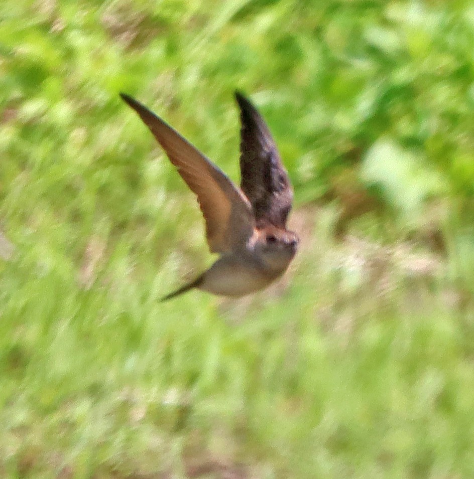 Northern Rough-winged Swallow - ML620319295