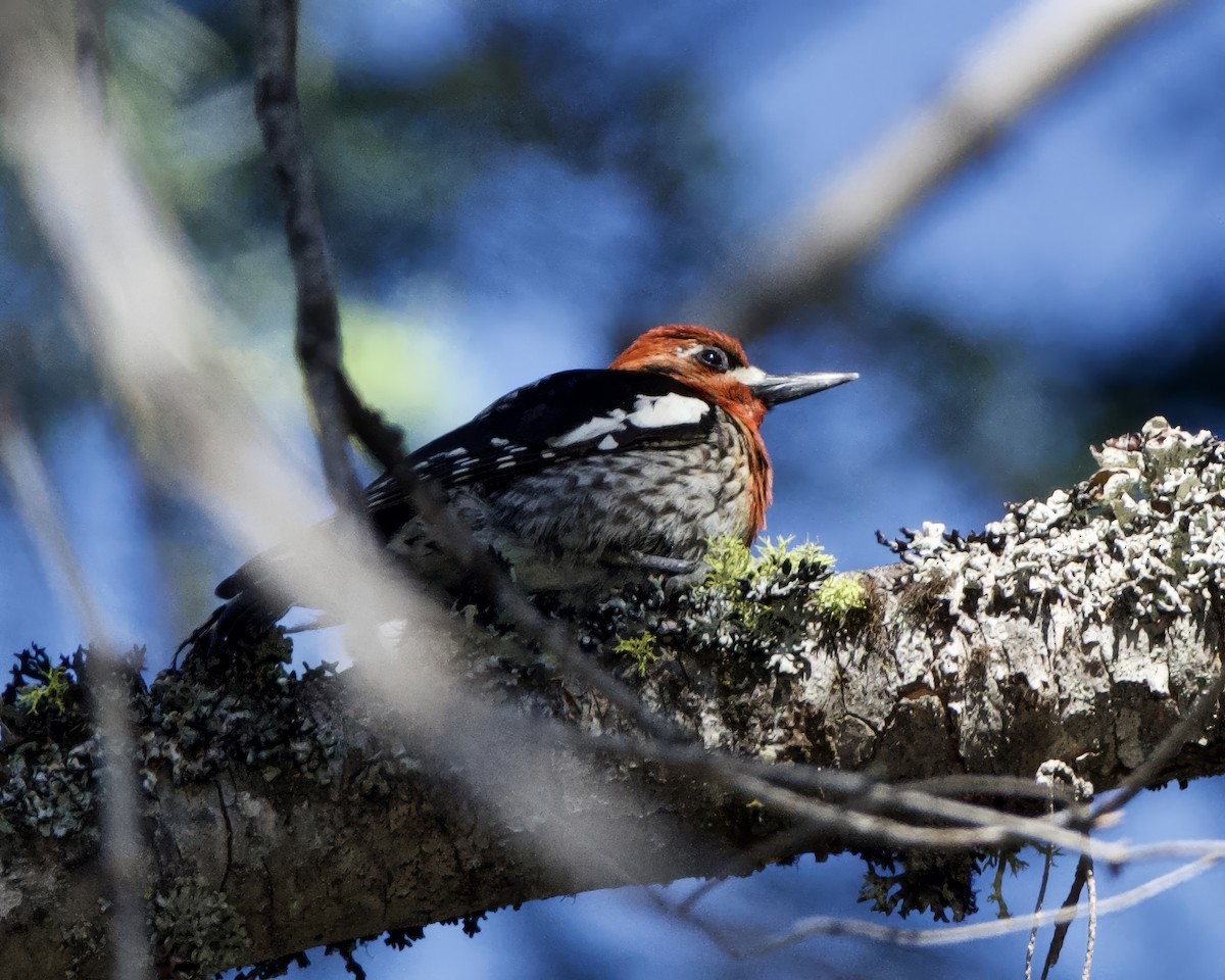 Red-breasted Sapsucker - ML620319303