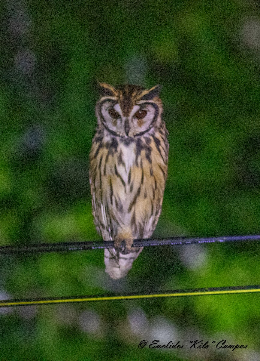 Striped Owl - ML620319307