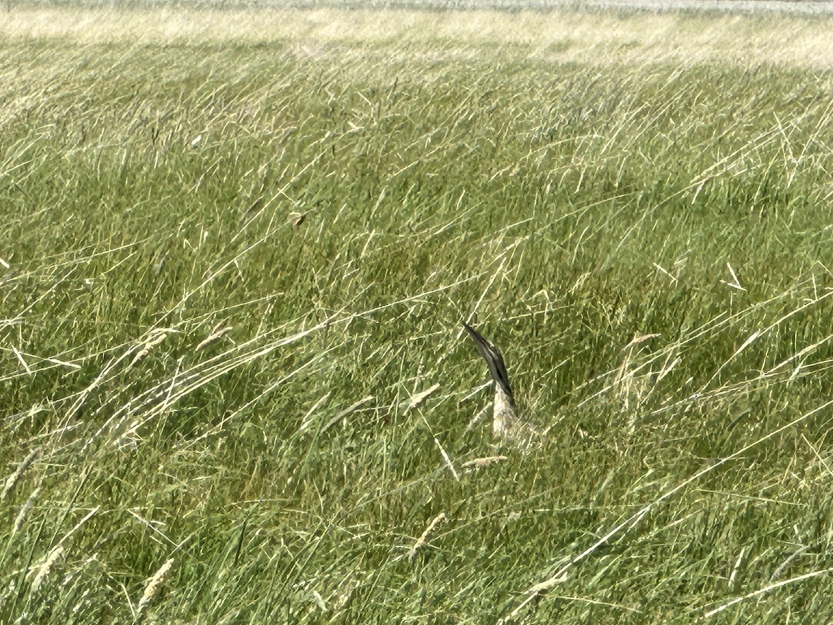 American Bittern - ML620319310