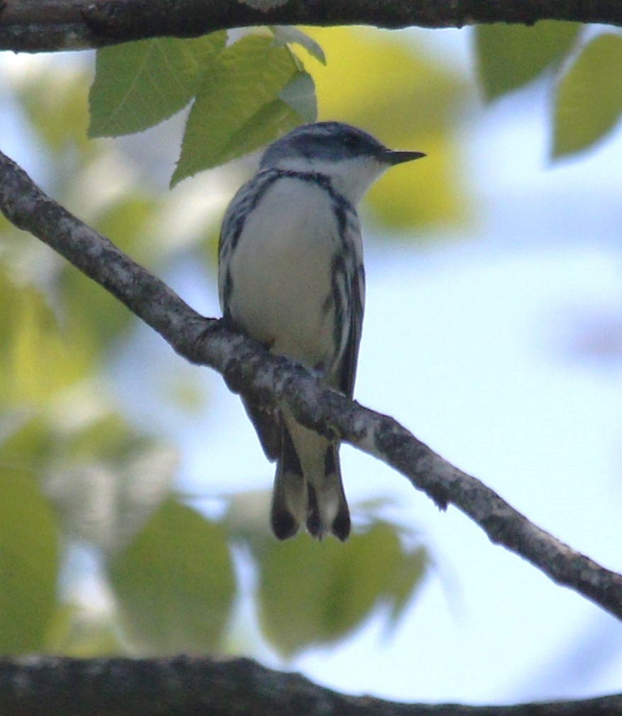 Cerulean Warbler - Becky Lutz