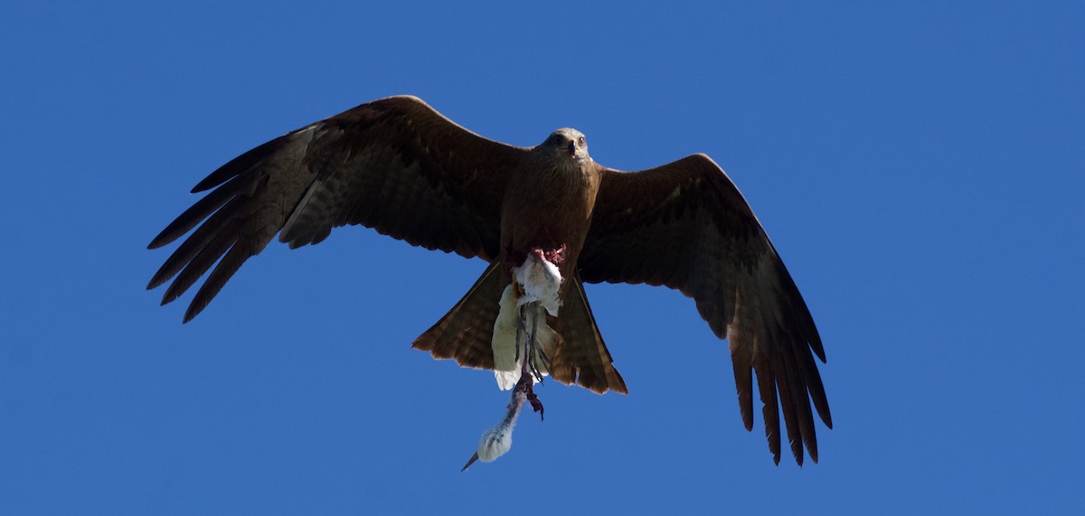 Black Kite - ML620319317