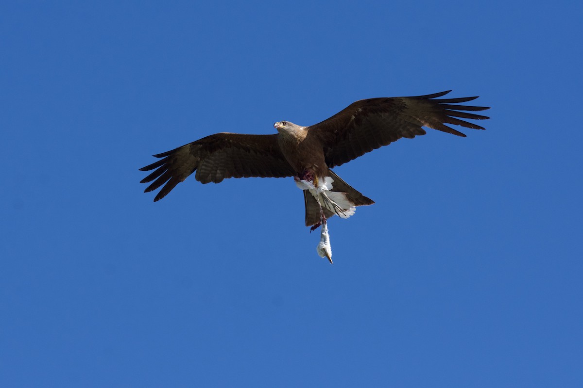 黑鳶 - ML620319318