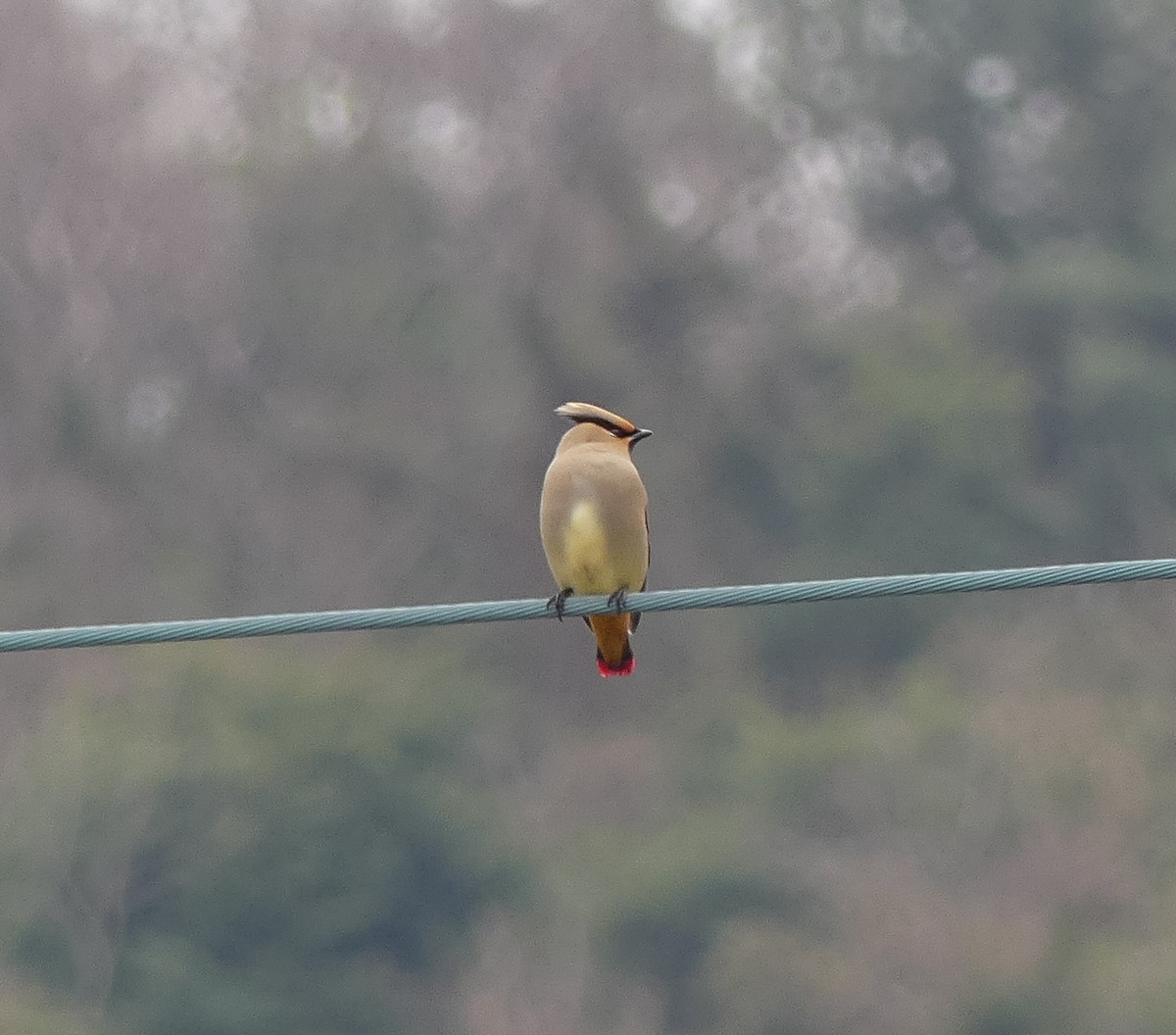 Japanese Waxwing - ML620319320